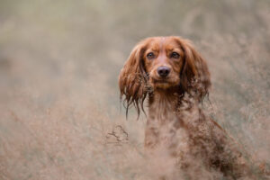 Annemiek Muller-Rijnaard (2)